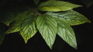 Green leaf macro nature shallow - a black background behind free wallpaper