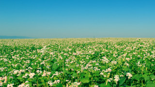 Flower field sky clouds nature - a field of flowers free wallpaper for desktop