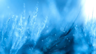 Blue plant water droplets holography - leaf and grass free wallpaper