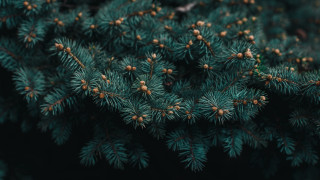 Pine cones needles nature night - a close up of a pine tree free wallpaper