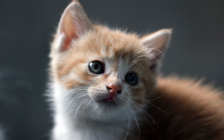 Sad orange kitten eye contact - a serious look free wallpaper