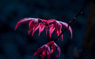 Red leafed branch glowing rich - rich color free wallpaper