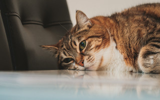 Cat table chair wall carlos - a black chair free wallpaper