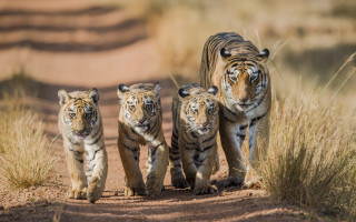 Three young tigers dirt road - bengal school of art free wallpaper