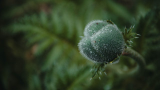 Water droplets plant bokeh nature - leaf and a blurry background free wallpaper