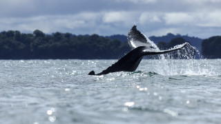 Whale jumping air rayonism puzzle - anne nasmyth free wallpaper