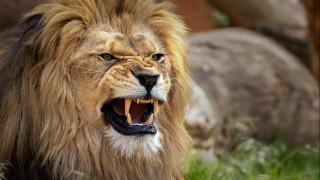 Lion open mouth wildlife photography - a lion free wallpaper