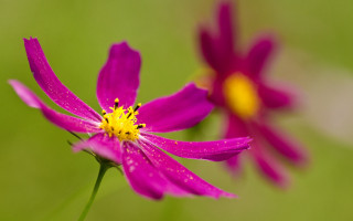 Purple flower yellow center macro 9 - a yellow center free wallpaper