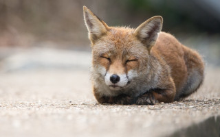 Small fox laying down furry - its eye free wallpaper