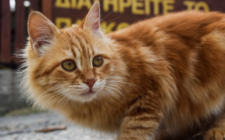 Cat orange neoism animal focus - neoism free wallpaper for desktop