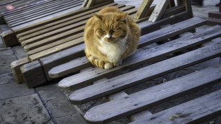 Cat bench illusion puzzle stairs - broken free wallpaper