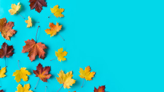 Autumn leaves blue background copy - text free wallpaper