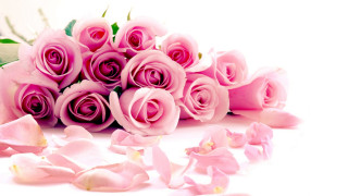 Pink roses bouquet ground petals - pink rose free wallpaper for desktop