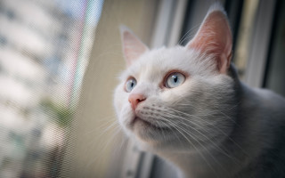 White cat window blurry background - the street free wallpaper