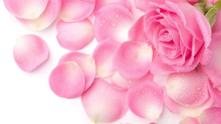 Pink rose water droplets rococo - a green stem free wallpaper