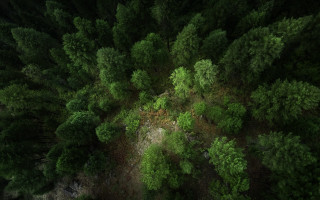 Forest dirtroad canopy dappled sunlight - daniel lieske free wallpaper