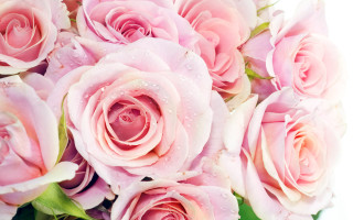 Pink roses water droplets bouquet - a bouquet free wallpaper
