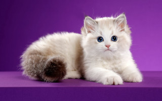White cat blue eyes purple 2 - a white kitten free wallpaper