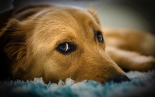Dog blue rug tiltshift animal - a nose free wallpaper
