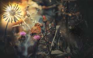 Butterfly flower field sunshine fireworks - digital photography free wallpaper for desktop