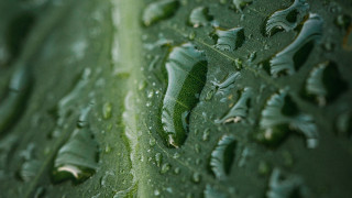 Green leaf water drops macro 52 - a green leaf free wallpaper