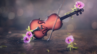Violin bow flower table bokeh - a blurry background of flowers free wallpaper
