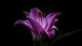 Purple flower black background green - dark background free wallpaper for desktop
