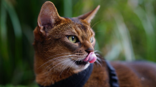 Cat tongue side grass green - a tongue free wallpaper