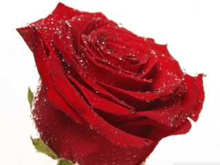 Red rose water droplets romantic 2 - petal free wallpaper