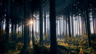 Sunshine forest ferns moon fireworks - a sun free wallpaper for desktop