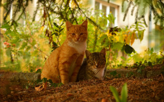 Cats shade tree forest orange - one cat free wallpaper