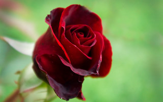 Red rose macro rococo flower - single free wallpaper