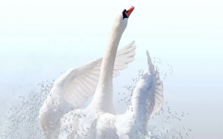 White swans matte painting gradient - their wing free wallpaper