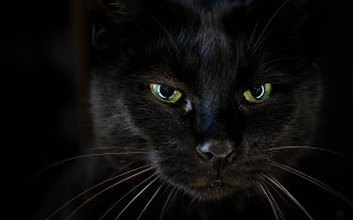 Black cat green eyes gothic 10 - sinister free wallpaper