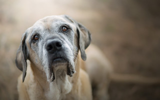 Dog long tongue blurry background - its mouth free wallpaper