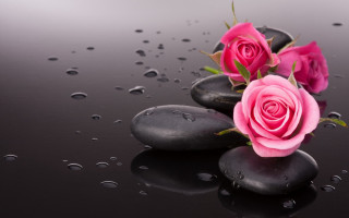 Three pink roses black rocks - a few drop of water free wallpaper