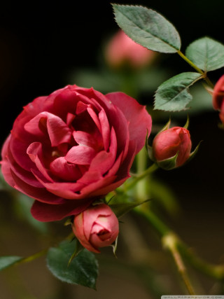 Red rose closeup dark background - leaf free wallpaper for mobile
