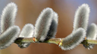 Bird feathers macro nature blurry - a close up of a plant free wallpaper