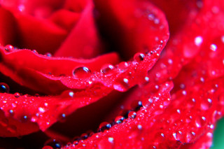 Red rose water droplets green 2 - anne dunn free wallpaper