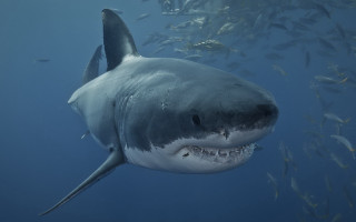 Great white shark fish neck - a large mouth free wallpaper