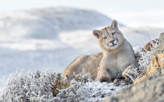 Mountain lion snowy mountain top 3 - a snowy mountain top free wallpaper