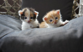 Kittens couch adorable impressionism shiba - cute free wallpaper