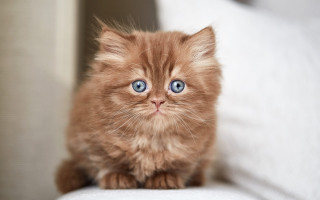 Kitten blue eyes couch white - a photocopy free wallpaper