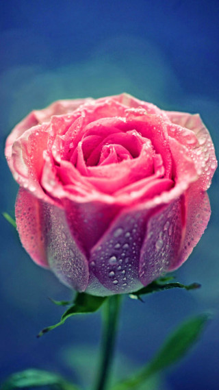 Pink rose water droplets gothic 4 - rose free wallpaper for mobile