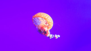Jellyfish floating tentacles holography sunset - head free wallpaper