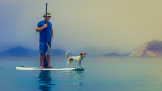 Man dog surfboard water paddle - a paddle free wallpaper