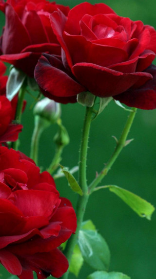Red roses closeup stem leaves - felipe seade free wallpaper for mobile