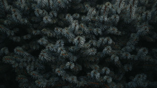 Pine trees forest greyscale nature - a dark forest free wallpaper for desktop
