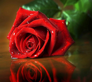 Red rose water droplets gothic 15 - water droplet free wallpaper for tablet