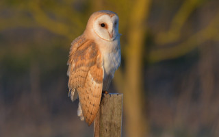 Barn owl perched tree blurry - a barn owl free wallpaper